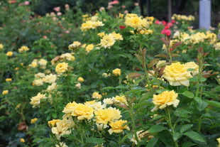 黄色月季花