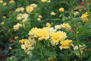 黄色月季花