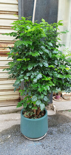 室内绿植盆栽