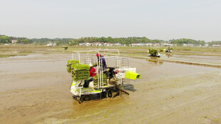 水田插秧机作业场景