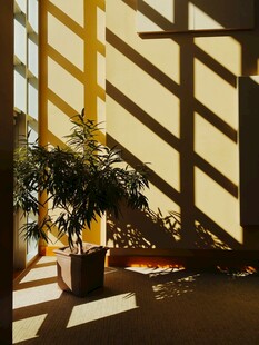 室内光影下的绿植景观