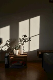 阳光洒落室内绿植小景