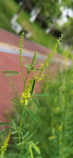 路边绿色植物特写