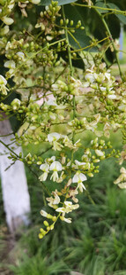 公园里的绿叶白花