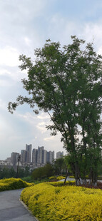 城市中繁花绿树的美景