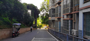 街道旁的建筑与绿植景观