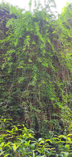 茂密绿植景观