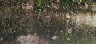 潮湿墙角的斑驳景象
