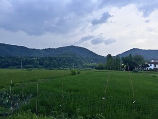 麦田 农村 田野