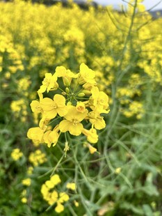花海 油菜花