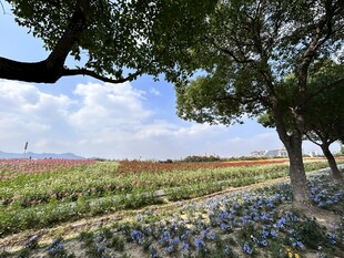 花卉 醉蝶花 蓝雪丹