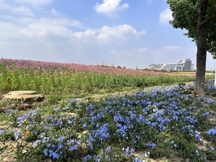 花海 蓝花鼠尾草 醉蝶花