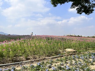 花海 蓝花鼠尾草 醉蝶花
