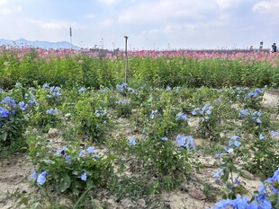 花海 蓝花丹 醉蝶花