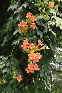 凌霄花