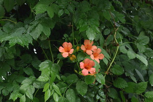 凌霄花