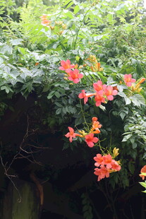 凌霄花