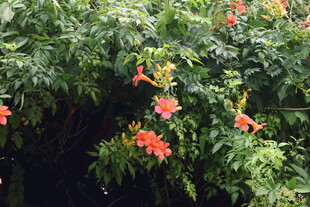 凌霄花