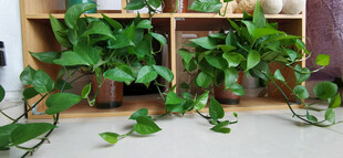 室内绿植展示架上的植物