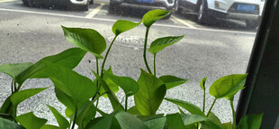 窗边翠绿植物生机勃勃
