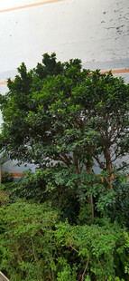 墙边绿植景观
