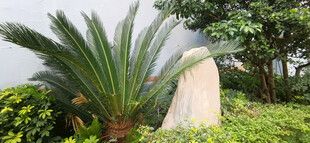 绿植环绕中的白色景观石