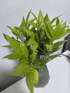 清新绿植装点室内空间