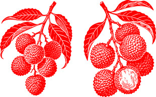 手绘矢量荔枝插画