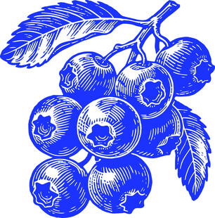 手绘蓝莓果实与枝叶版画