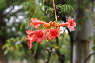凌霄花 