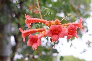 凌霄花