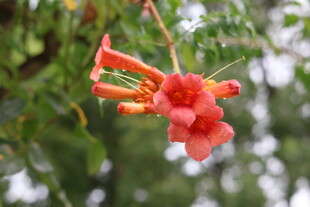 凌霄花
