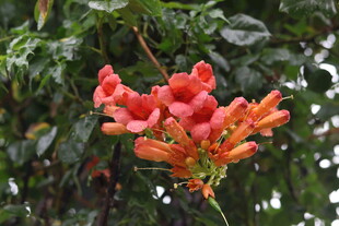 凌霄花 