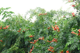 凌霄花