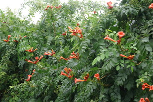 凌霄花