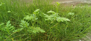 田野中的绿色植物