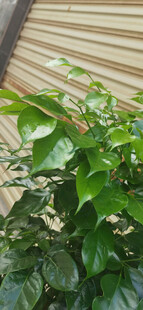 绿叶植物特写