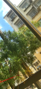 窗台上绿意盎然的树木景观