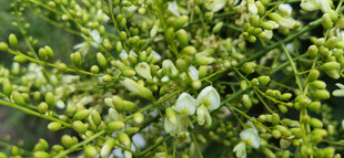 绿叶白花植物特写