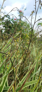 野外茂密的绿色植物景观