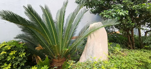 园林中的独特植物景观
