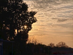 夕阳下的树木