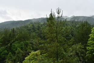 山林葱郁景致