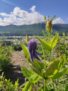 山间紫色花朵绽放