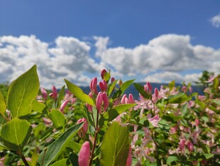 花海蓝天 绽放的绚烂色彩