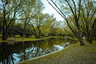 河畔树林风景