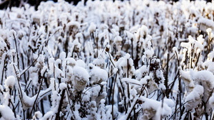 雪覆植物景观
