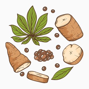 手绘木薯插画