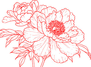 手绘红线条牡丹花卉图