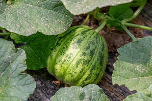 田间条纹小甜瓜